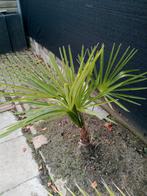 Winter harde Palmboom, Tuin en Terras, Ophalen, Volle zon, Palmboom, Minder dan 100 cm