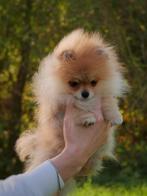 Pomeranian ❤️🐶❤️, Particulier, 8 tot 15 weken, Buitenland, Teef
