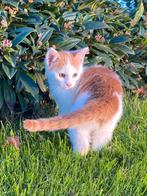 Super lieve kitten 🐱🥰, Dieren en Toebehoren, Kater, Kortharig, 0 tot 2 jaar