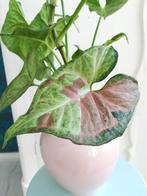 Syngonium confetti, plant, incl pot, Huis en Inrichting, Kamerplanten, Ophalen, Overige soorten, Halfschaduw, In pot