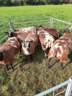 Bonte fokooien ooien zwoegervrij scrapie vrij, Dieren en Toebehoren, Vrouwelijk, Schaap