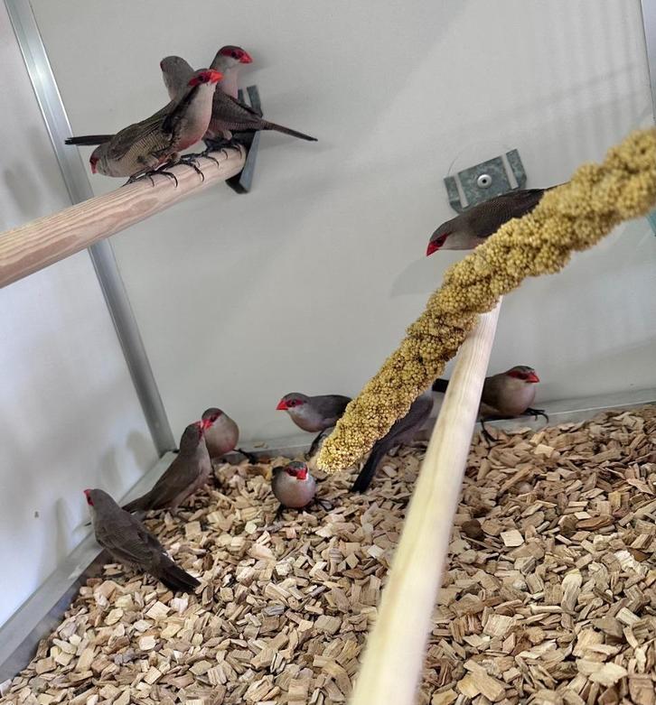 Sint helena fazantjes, Dieren en Toebehoren, Vogels | Overige Vogels, Vrouwelijk