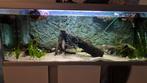 160cm aquarium, Vis