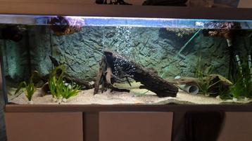 160cm aquarium  beschikbaar voor biedingen