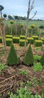 Buxus, Tuin en Terras, Planten | Bomen, Ophalen, Bloeit niet, Halfschaduw, Overige soorten
