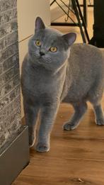 Britskorthaar, Kater