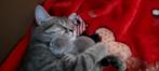 Britse korthaar kittens, Dieren en Toebehoren, Kater, Ontwormd, 0 tot 2 jaar