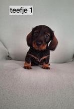 Super mooie gezonde ruwharige teckel pups, 8 tot 15 weken, Dwerg, CDV (hondenziekte), Meerdere