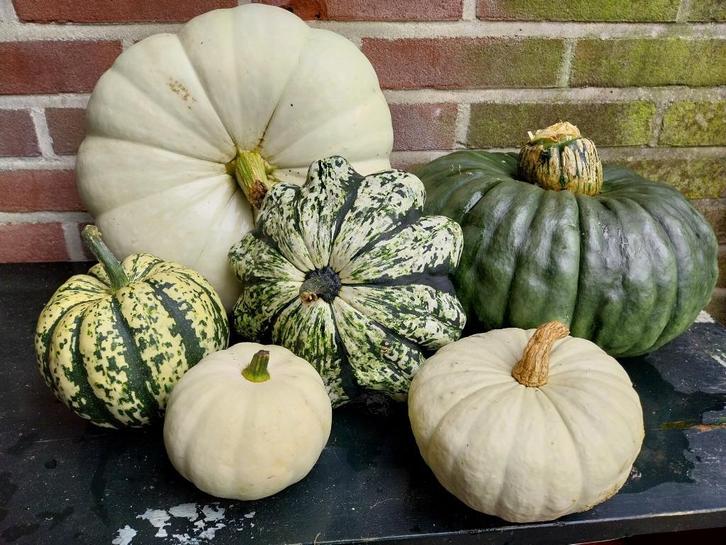 Pompoenen en sierkalebassen te koop., Tuin en Terras, Planten | Tuinplanten, Overige soorten, Volle zon, Ophalen