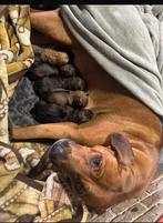 Exclusieve puppy’s beschikbaar Rhodasian Ridgeback x Herder, Dieren en Toebehoren, Parvo, Overige rassen, 8 tot 15 weken, Meerdere