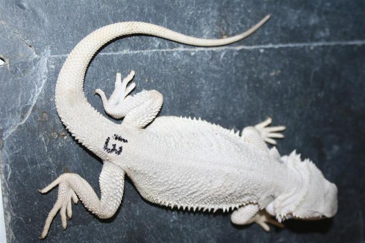 Hypo Zero Baardagaam Bearded Dragons Leatherback, Dieren en Toebehoren, Reptielen en Amfibieën, Hagedis, 0 tot 2 jaar, Tam