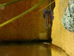 Betta vis, Ophalen, Zo goed als nieuw, Leeg aquarium