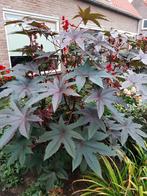 Nieuwe oost wonderboom zaden, Ophalen of Verzenden, Volle zon, Overige soorten