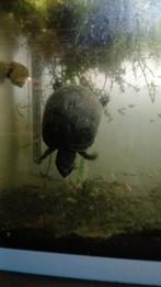 Muskus schilpad te koop, Dieren en Toebehoren, Reptielen en Amfibieën, 0 tot 2 jaar