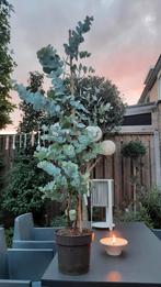 grote eucalyptus 150 cm, Tuin en Terras, Planten | Bomen, Ophalen, Volle zon, Overige soorten, 100 tot 250 cm