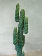 XXL cactus (namaak), Ophalen, Cactus, Volle zon, 150 tot 200 cm