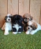 ZEER mooie speelse boomer pups., Parvo, Overige rassen, 8 tot 15 weken, Meerdere