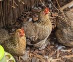 Cochin kriel hennen, Dieren en Toebehoren, Pluimvee, Vrouwelijk, Kip