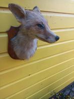 Taxidermy,  opgezette vos, vossehoofd, Verzamelen, Ophalen of Verzenden, Wild dier, Opgezet dier