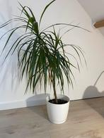 Dracaena kamerplant, Huis en Inrichting, Ophalen of Verzenden, Overige soorten, 100 tot 150 cm