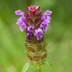 Zaden bijenkorfje / gewone brunel - inheems, biologisch, Ophalen of Verzenden, Voorjaar, Volle zon, Zaad