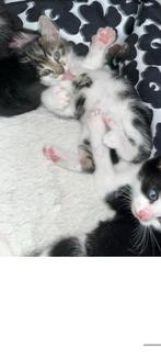 Supper kitten, Dieren en Toebehoren, Poes