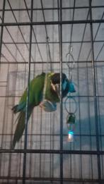 Geel nekara, Dieren en Toebehoren, Vogels | Parkieten en Papegaaien, Geslacht onbekend, Papegaai