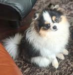 Lieve Dwergkeeshond Reu, 1 jaar, Keeshond, Reu, 1 tot 2 jaar, Eén hond