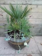 DWERGPALM CHAMAEROPS HUMILIS IN GROTE SIERPOT, Volle zon, Vaste plant, Bloeit niet, Ophalen