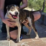 ACE: Cupcake, wie wil deze vrolijke dame in huis halen?, Dieren en Toebehoren, Particulier, Rabiës (hondsdolheid), Teef, Eén hond