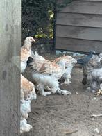 brahma kippen te koop, Vrouwelijk, Kip