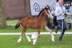 Welsh cob merrieveulen, Merrie, Dressuurpony, 0 tot 2 jaar, Onbeleerd