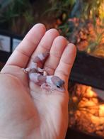 Vetstaartgekko man, Dieren en Toebehoren, Reptielen en Amfibieën, Hagedis, 0 tot 2 jaar