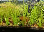 Vallisneria Spiralis (rechte vallisneria), Dieren en Toebehoren, Vissen | Aquaria en Toebehoren, Ophalen, Nieuw, Plant(en), Steen of Hout
