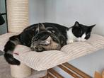 Lief kater duo zoekt een goed, warm thuis, Kater, 0 tot 2 jaar