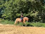 Knappe 5 jarige Haflinger merrie, 3 tot 6 jaar, L, Recreatiepony, Merrie