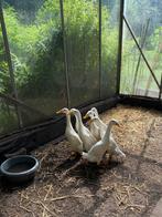 Loopeenden, Dieren en Toebehoren, Pluimvee, Meerdere dieren, Eend