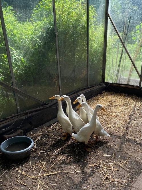 Loopeenden, Dieren en Toebehoren, Pluimvee, Eend, Meerdere dieren