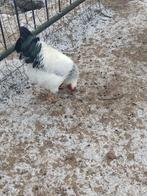 Wyandotte Columbia Haan, Dieren en Toebehoren, Pluimvee, Mannelijk, Kip