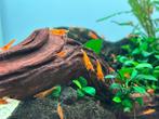 Neocaridina Orange Sakura, Dieren en Toebehoren, Vissen | Aquariumvissen, Kreeft, Krab of Garnaal, Zoetwatervis, Schoolvis