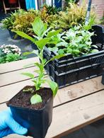 Ashwagandha plantjes (Withania somnifera) -
Indiase ginseng, Tuin en Terras, Planten | Tuinplanten, Volle zon, Vaste plant, Zomer
