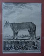 Gravure LE COUGAR (Poema) CF Fritsch / Buffon 1777 18,5x14,9, Antiek en Kunst, Ophalen of Verzenden