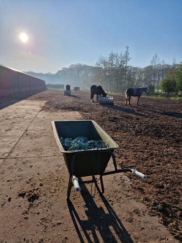 Lief paard of pony gezocht voor kleinschalige pensionstal beschikbaar voor biedingen