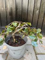 Rode teeurbeuk bonsai starter, Ophalen, Volle zon