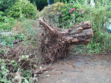 Taxus wortelhout voor houtdraaien beschikbaar voor biedingen