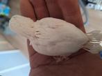 Albino forpussen, Dieren en Toebehoren, Geslacht onbekend, Parkiet, Geringd