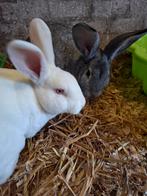 Super aanhankelijk en lief koppel, rex en chinchilla konijn, Dieren en Toebehoren, Konijnen, Meerdere dieren, Groot