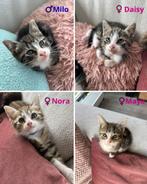 4 lieve kittens zoeken een nieuw huisje, Meerdere dieren, Ontwormd, 0 tot 2 jaar