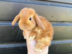 Lieve raszuivere Hangoordwergen/minilops van zorgboerderij, Meerdere dieren, Dwerg