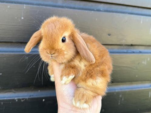 Lieve raszuivere Hangoordwergen/minilops van zorgboerderij, Dieren en Toebehoren, Konijnen, Dwerg, Meerdere dieren